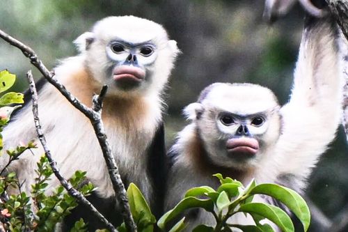 Hình ảnh loài voọc mũi hếch quý hiếm nhất thế giới tại Tuyên Quang