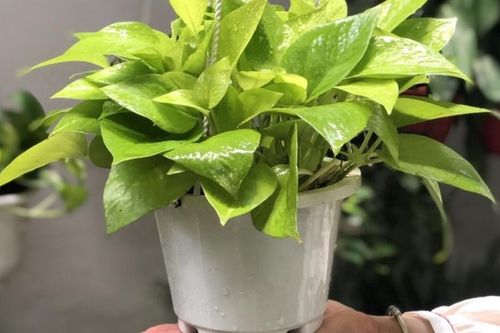 Gợi ý các cây cảnh trong phòng ngủ hợp mệnh 12 con giáp để mang lại vượng khí, phát tài