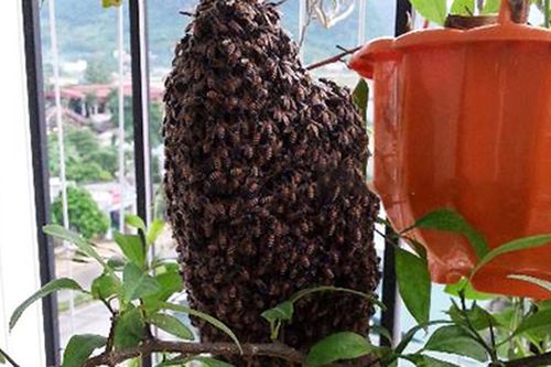 Ong làm tổ ở ban công nhà chung cư là điềm báo gì?