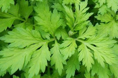 Ngải cứu – vị thuốc quen thuộc giúp giảm đau nhức xương khớp mùa lạnh