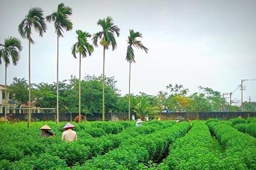Hồi sinh mùa hoa kiểng Tết