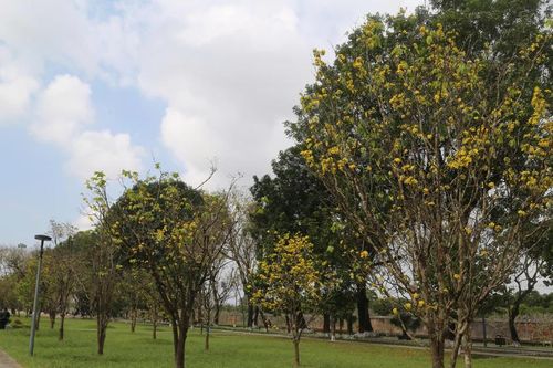 Hoàng mai nở rộ trong Kinh thành Huế, xuân 'gõ cửa' trên vùng đất cố đô