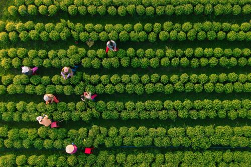 Vườn hoa Tết Tây Ninh nhìn từ trên cao