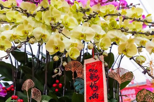 Lan hồ điệp 'nhuộm' sắc phố Hà Nội ngày cận Tết