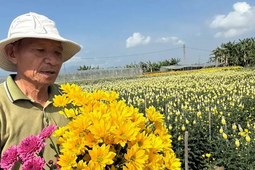 Mùa cúc vàng bên sông Trà Bồng