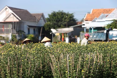 Khánh Hòa: Làng hoa cúc Ninh Giang rộn ràng vào vụ Tết