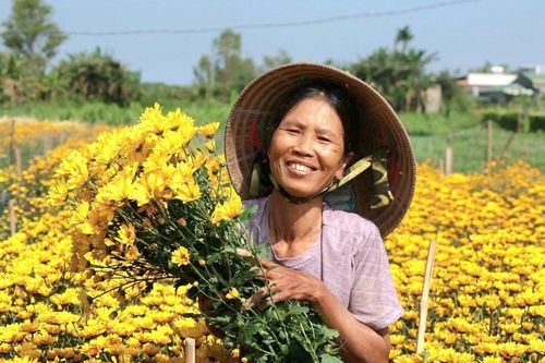 Rực rỡ sắc cúc An Châu, gọi Xuân về bên bờ sông Trà Bồng