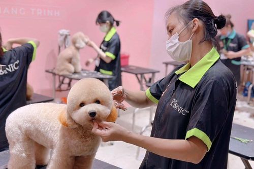 Các spa thú cưng tất bật dịp Tết