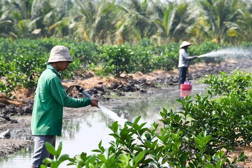 Giá trái cây dịp tết: Cam rớt giá, chanh, sầu riêng lên ngôi