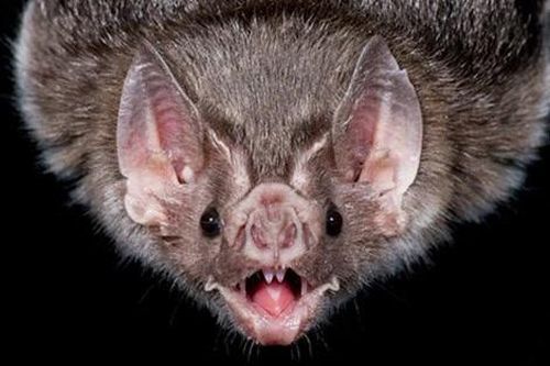 TPHCM: Giám sát y tế 24/7 tại cửa khẩu để phòng virus Nipah