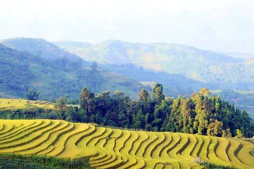 Y4C: Tổ chức gặp mặt trực tuyến tình nguyện viên trước hành trình tại Bảo Thắng (Lào Cai)
