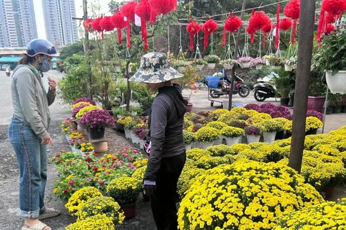 Cúc mâm xôi tràn ngập TPHCM, nhiều nơi kêu gọi 'giải cứu'