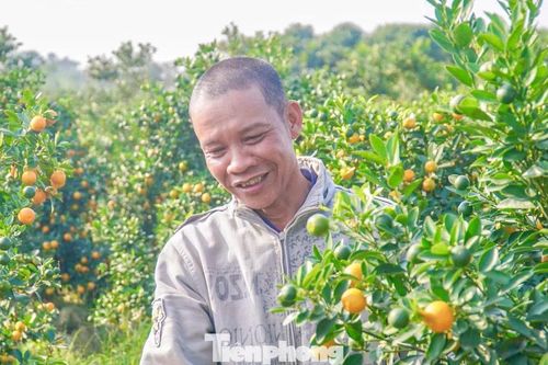 Nụ cười của người dân ở thủ phủ hoa, quất cảnh cận Tết