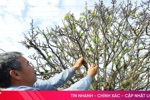 Ngắm vườn mai vàng tiền tỷ ở xã biển Hà Tĩnh