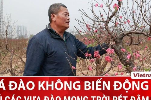 Giá đào tại Thủ đô không biến động, rét đậm tuần tới dự báo mùa hoa đúng vụ