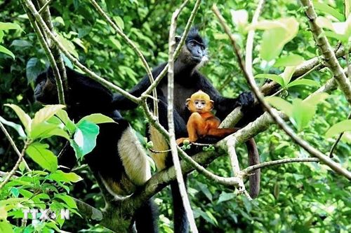Bảo tồn đa dạng sinh học: Cần phát huy vai trò 'hạt nhân' truyền thông của cộng đồng