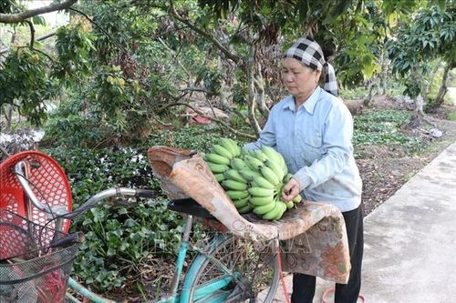 Nông dân được mùa chuối Tết
