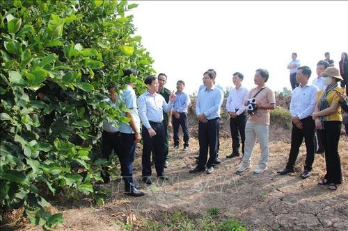 Phát huy tối đa tiềm năng hệ sinh thái du lịch bản địa Cù Lao Dung