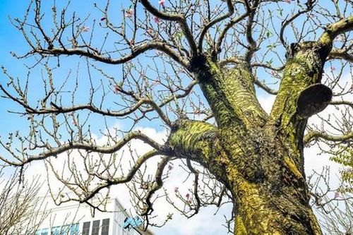 Đào cổ thụ xuống phố, giá thuê hàng chục triệu đồng mỗi gốc