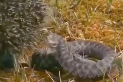 Tấn công nhím gai, rắn độc 'cúp đuôi' tháo chạy vì đau đớn