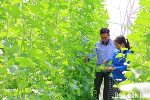 Đắk Lắk: Nông dân vùng biên chủ động chuyển đổi cây trồng để 'đón' thị trường Tết