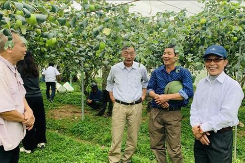 Táo Đại mật 06 cho doanh thu tỷ đồng với công nghệ nhà lưới thông minh