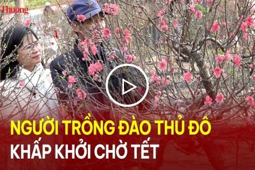 Người trồng đào Thủ đô khấp khởi chờ Tết