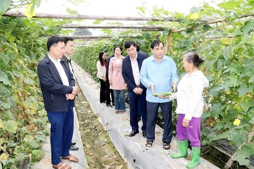 Định Tân xây dựng vùng sản xuất rau màu chuyên canh