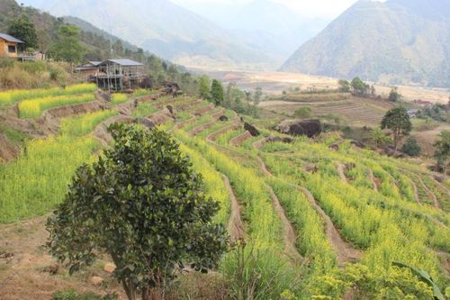Ô Quy Hồ mở cửa mây, rẻo cao Lai Châu thức giấc cùng du lịch xanh