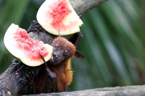 Bộ Y tế lên phương án ứng phó bệnh lây truyền qua thực phẩm do virus Nipah