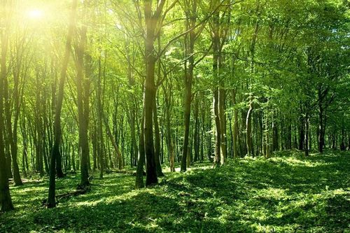 RECAF hỗ trợ bảo vệ hệ sinh thái rừng Tây Nguyên và Duyên hải Nam Trung Bộ