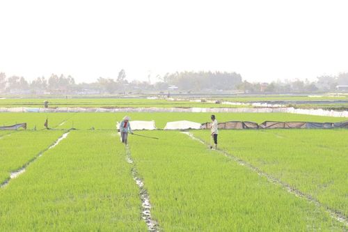 Hướng đến sản xuất lúa tập trung, chất lượng cao