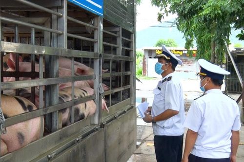 Bảo đảm nguồn thực phẩm an toàn dịp Tết