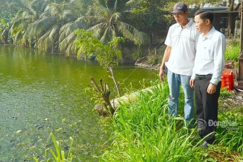 Làng nuôi cá khu phố Vàm tất bật vào vụ Tết