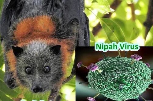 Việt Nam chưa ghi nhận trường hợp nào mắc bệnh do virus Nipah gây ra