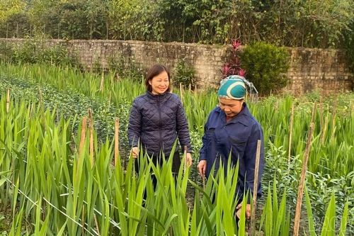 'Đòn bẩy' giúp nông dân Lục Yên phát triển kinh tế bền vững