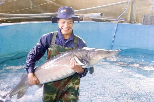 'Báu vật' khổng lồ trong dòng nước lạnh Hoàng Liên Sơn