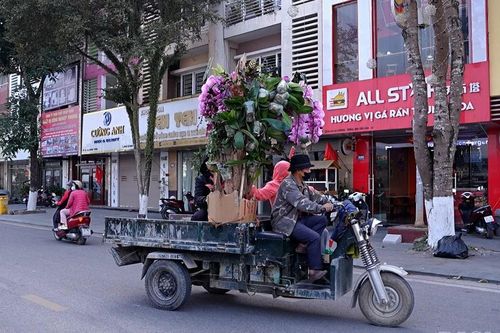 Tiểu thương phường Lào Cai tất bật đưa hoa ra chợ Tết