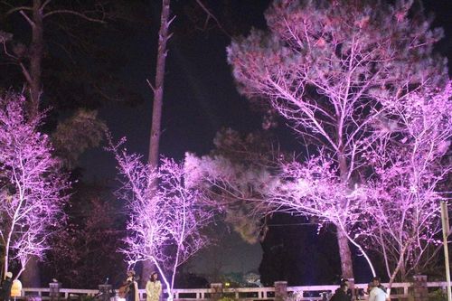 Đi giữa trời hoa rực rỡ