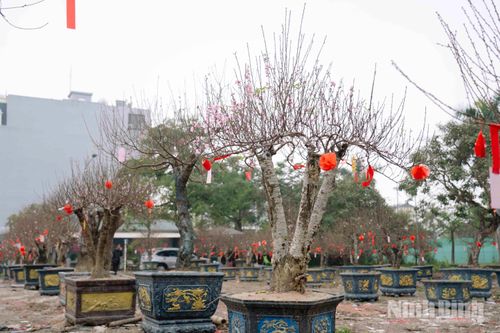 Thị trường cây cảnh Tết tại Ninh Bình: Quất tăng giá nhẹ, đào giữ mức ổn định