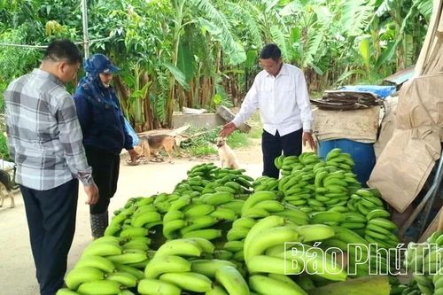Tăng giá trị xuất khẩu cho loại cây trồng quen thuộc