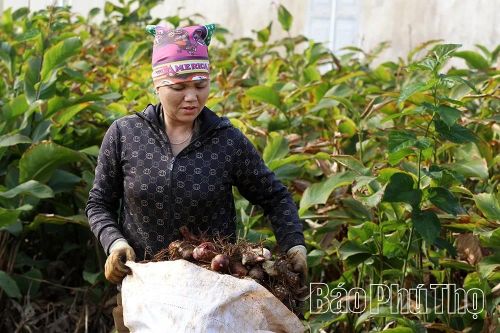 Dong riềng vào vụ, Cao Sơn thêm mùa hy vọng