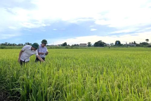 Tập trung phát triển kinh tế với nhiều giải pháp đồng bộ, hiệu quả