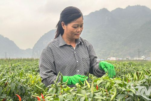 Hướng đi mới từ mô hình thử nghiệm