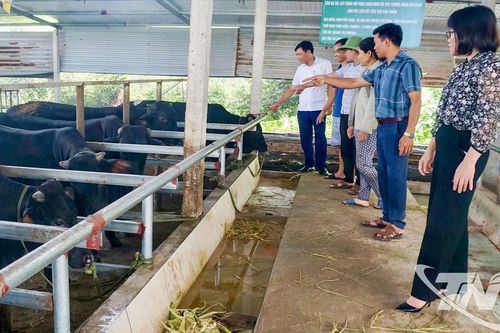 Chăn nuôi trang trại: Tăng cả chất và lượng