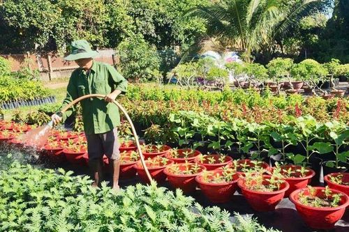 Cận tết Bính Ngọ 2026, nhà vườn Đồng Nai tất bật vào vụ hoa cao điểm