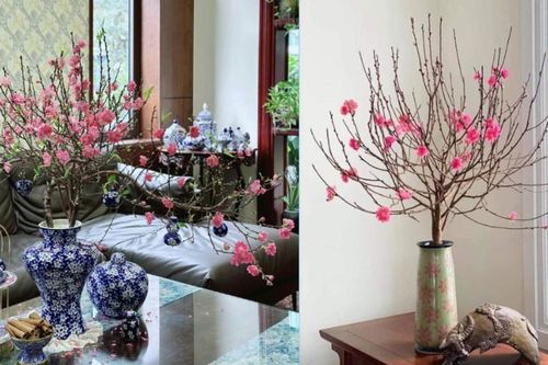 Cách chọn và chăm sóc đào mai giữ hoa chơi Tết đến ngoài rằm tháng Giêng