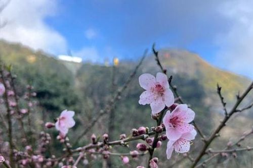 Rực rỡ sắc xuân Tây Bắc