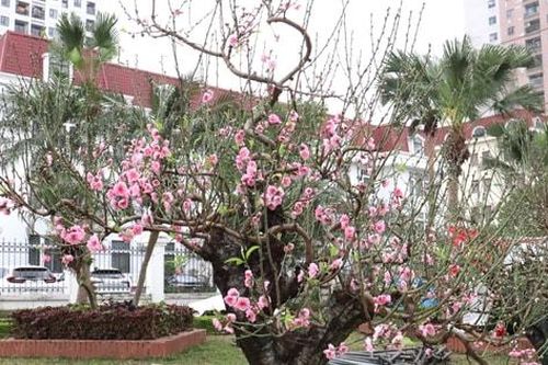 Chợ hoa 365 Hà Đông rực rỡ sắc xuân những ngày giáp Tết