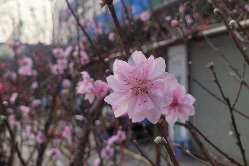 Đào rừng 'xuống phố' Thủ đô ngày cận Tết, giá bán có đắt đỏ khi khởi điểm từ 120.000 đồng/cành?